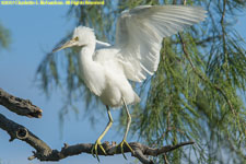 snowy egret